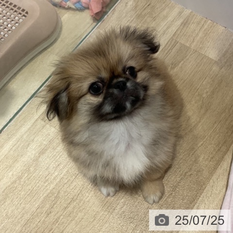 ペキニーズの写真