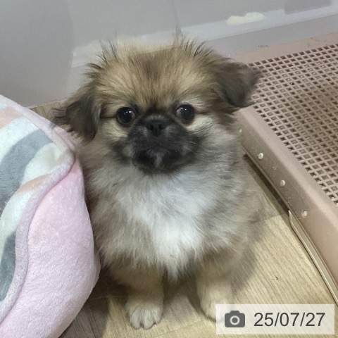 ペキニーズの写真