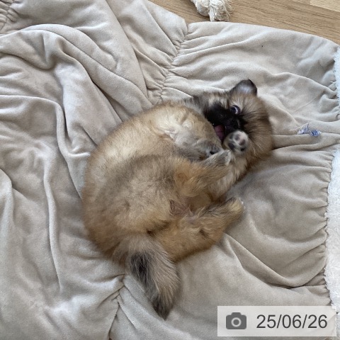 ペキニーズの写真