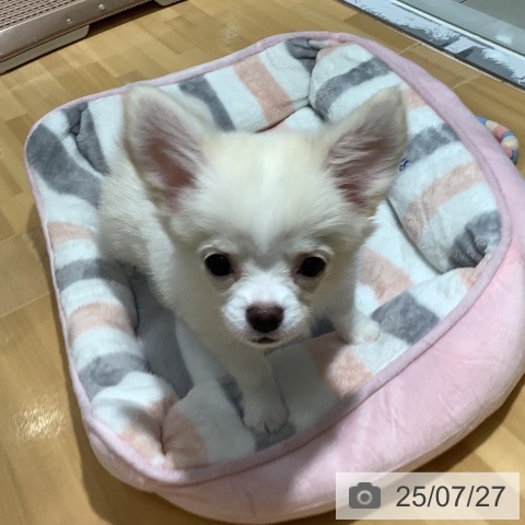 チワワの写真