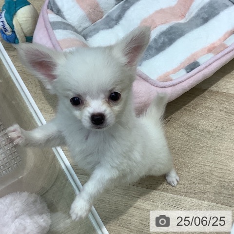 チワワの写真