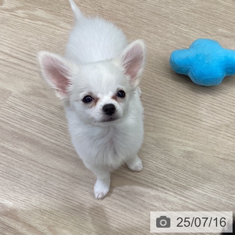 チワワの写真