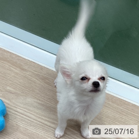 チワワの写真
