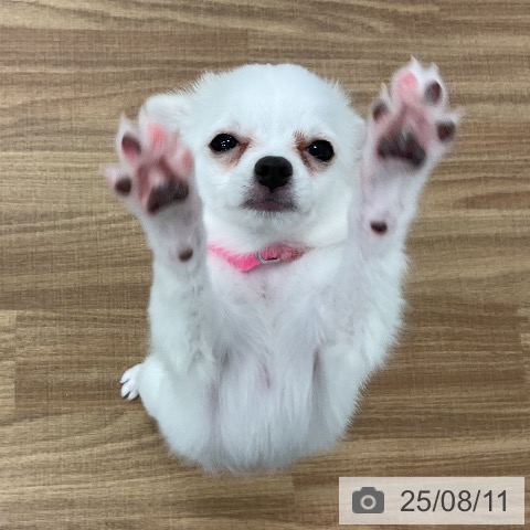 チワワの写真