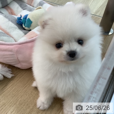 ポメラニアンの写真