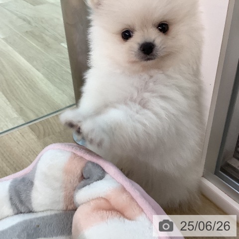 ポメラニアンの写真