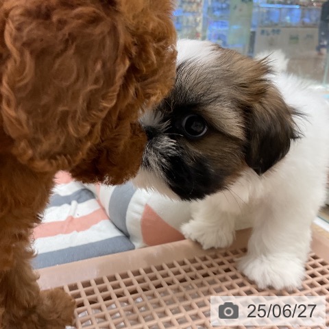 シー・ズーの写真