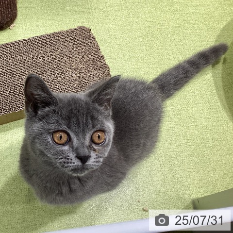 ブリティッシュショートヘアの写真
