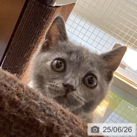 ブリティッシュショートヘアの写真