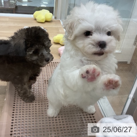 マルチーズの写真