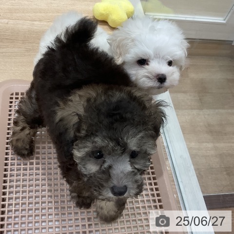 マルチーズの写真