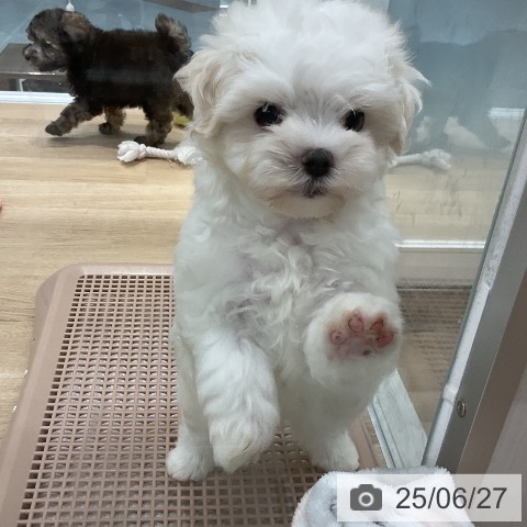マルチーズの写真