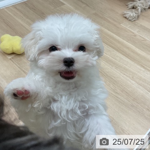 マルチーズの写真
