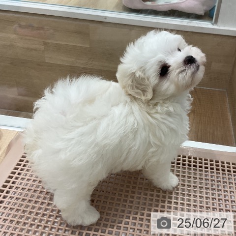 マルチーズの写真