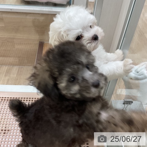 マルチーズの写真