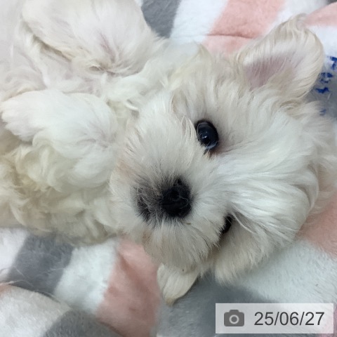 マルチーズの写真