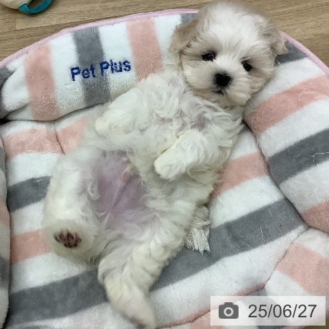 マルチーズの写真