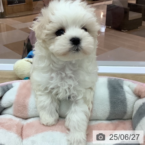 マルチーズの写真