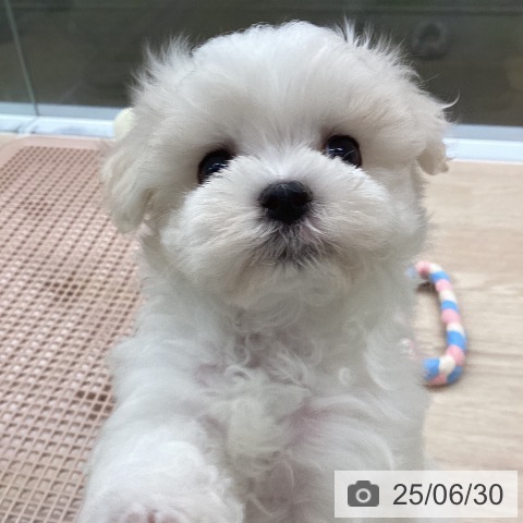 マルチーズの写真