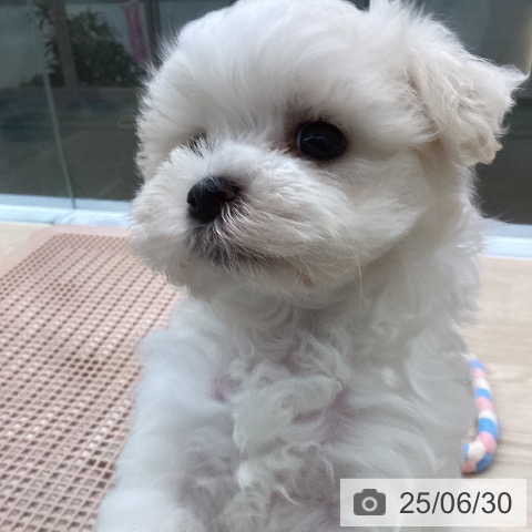 マルチーズの写真