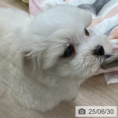 マルチーズの写真