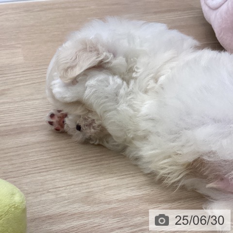 マルチーズの写真