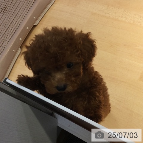 トイ・プードルの写真