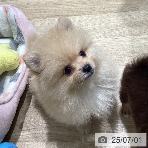 ポメラニアンの写真