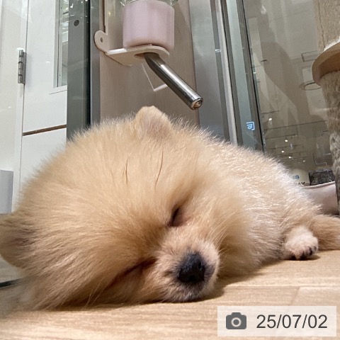 ポメラニアンの写真