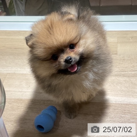 ポメラニアンの写真