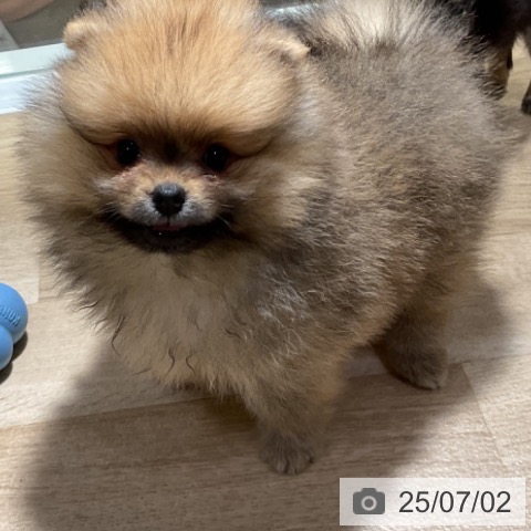 ポメラニアンの写真