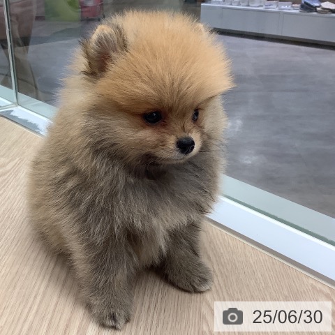 ポメラニアンの写真