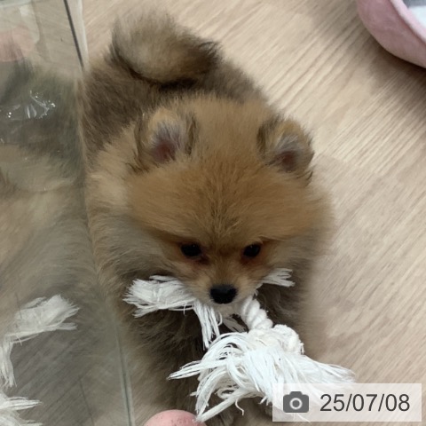 ポメラニアンの写真