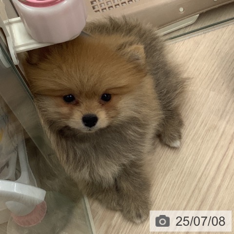 ポメラニアンの写真