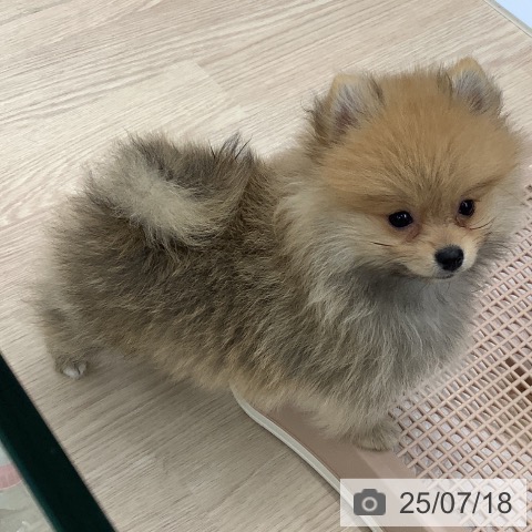 ポメラニアンの写真