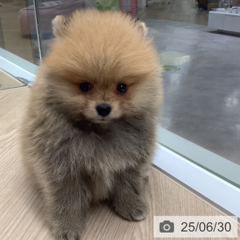 ポメラニアンの写真