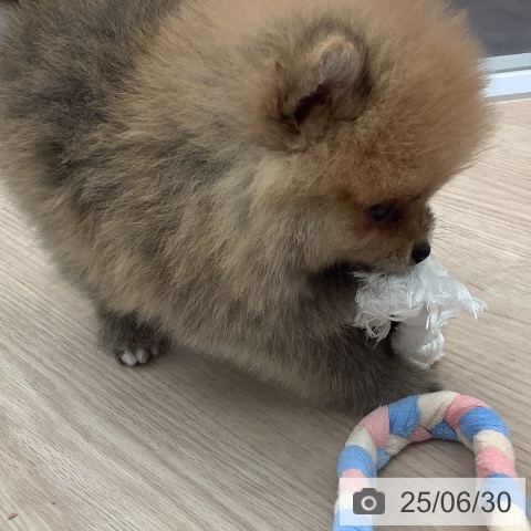 ポメラニアンの写真