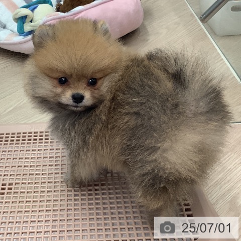 ポメラニアンの写真