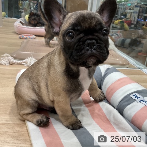 フレンチ・ブルドッグの写真