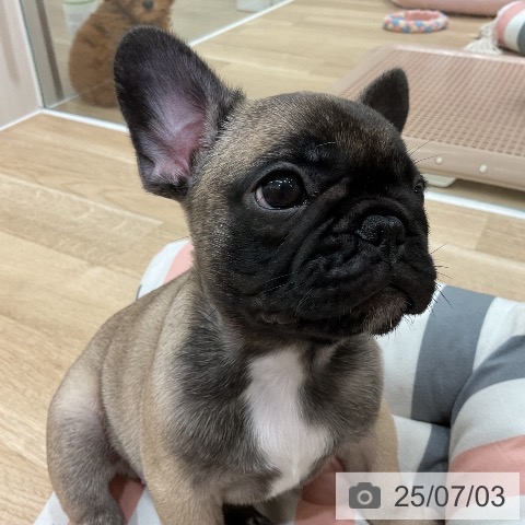 フレンチ・ブルドッグの写真