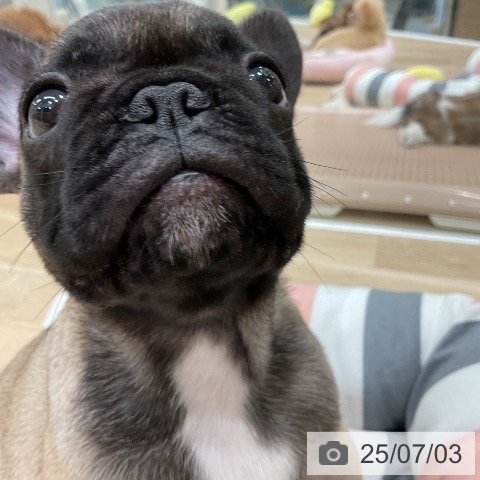 フレンチ・ブルドッグの写真