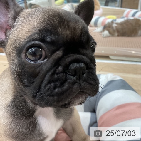 フレンチ・ブルドッグの写真