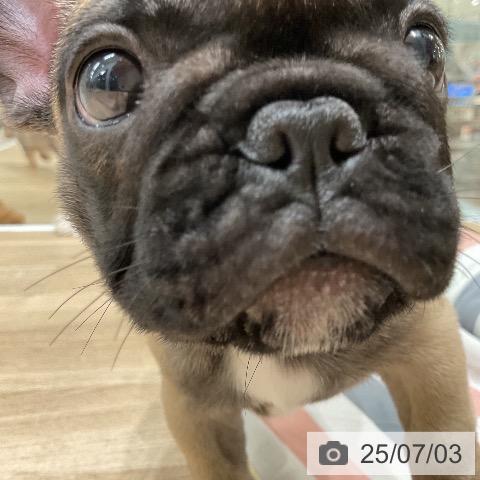 フレンチ・ブルドッグの写真