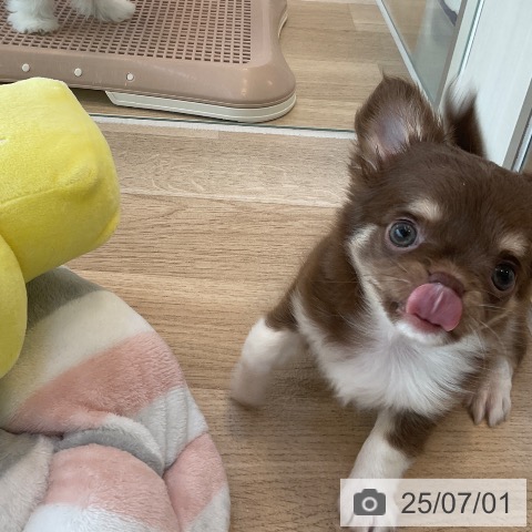チワワの写真