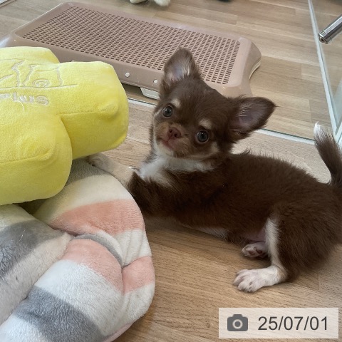 チワワの写真