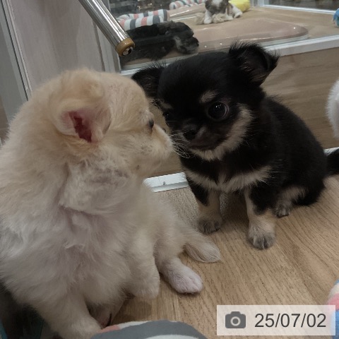 チワワの写真