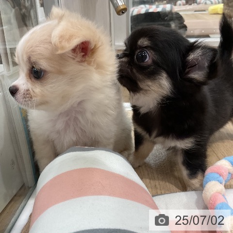 チワワの写真