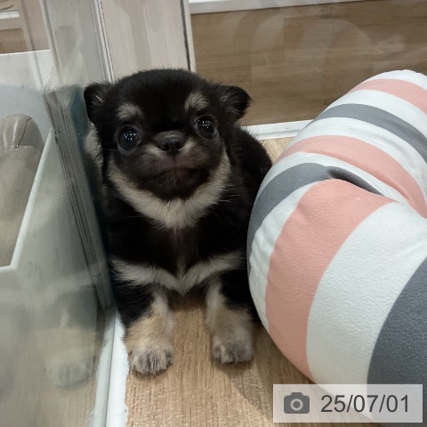 チワワの写真