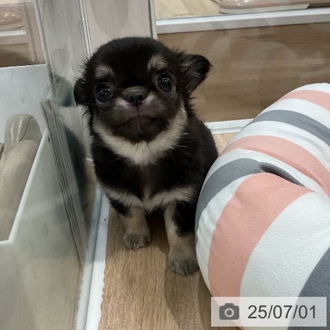 チワワの写真