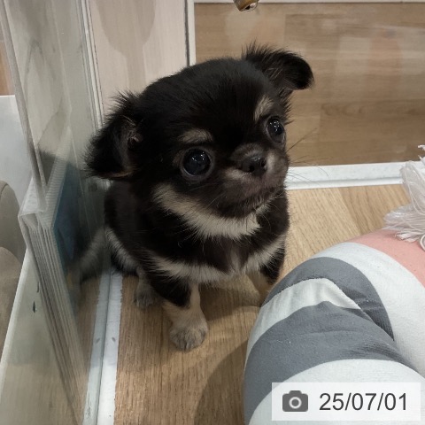 チワワの写真